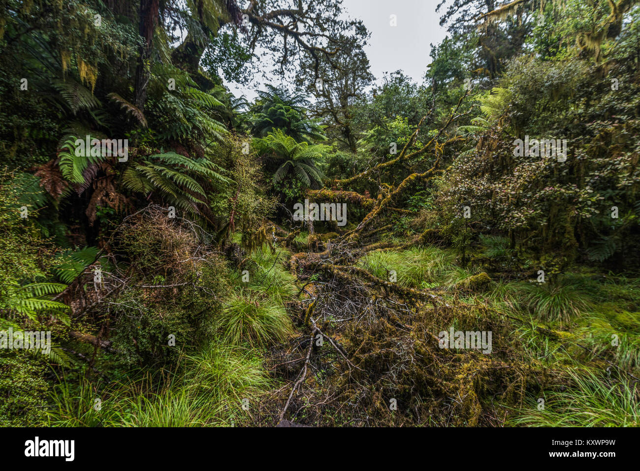 Paysage et végétation de Haast River Valley, New Zealand Banque D'Images