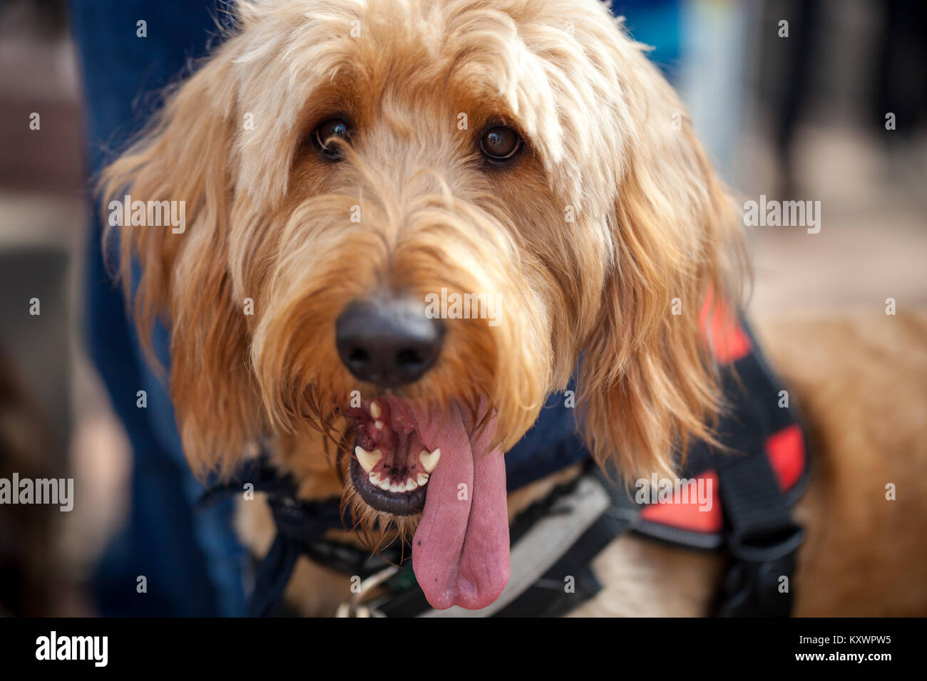 Close up of haletant chien terrier avec l'accent sur la langue Banque D'Images