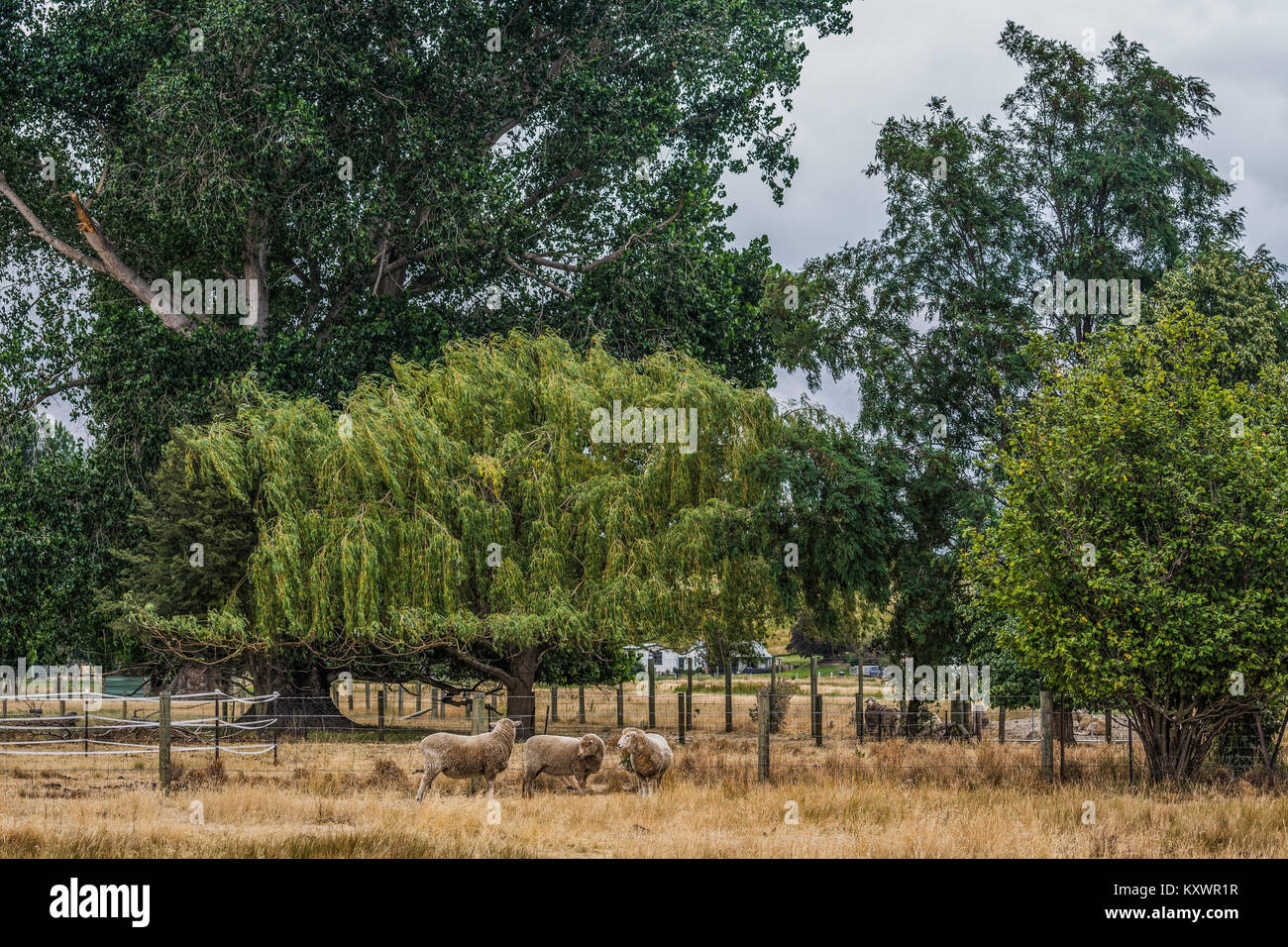 Ferme près de Omarama, Otago, Nouvelle-Zélande Banque D'Images