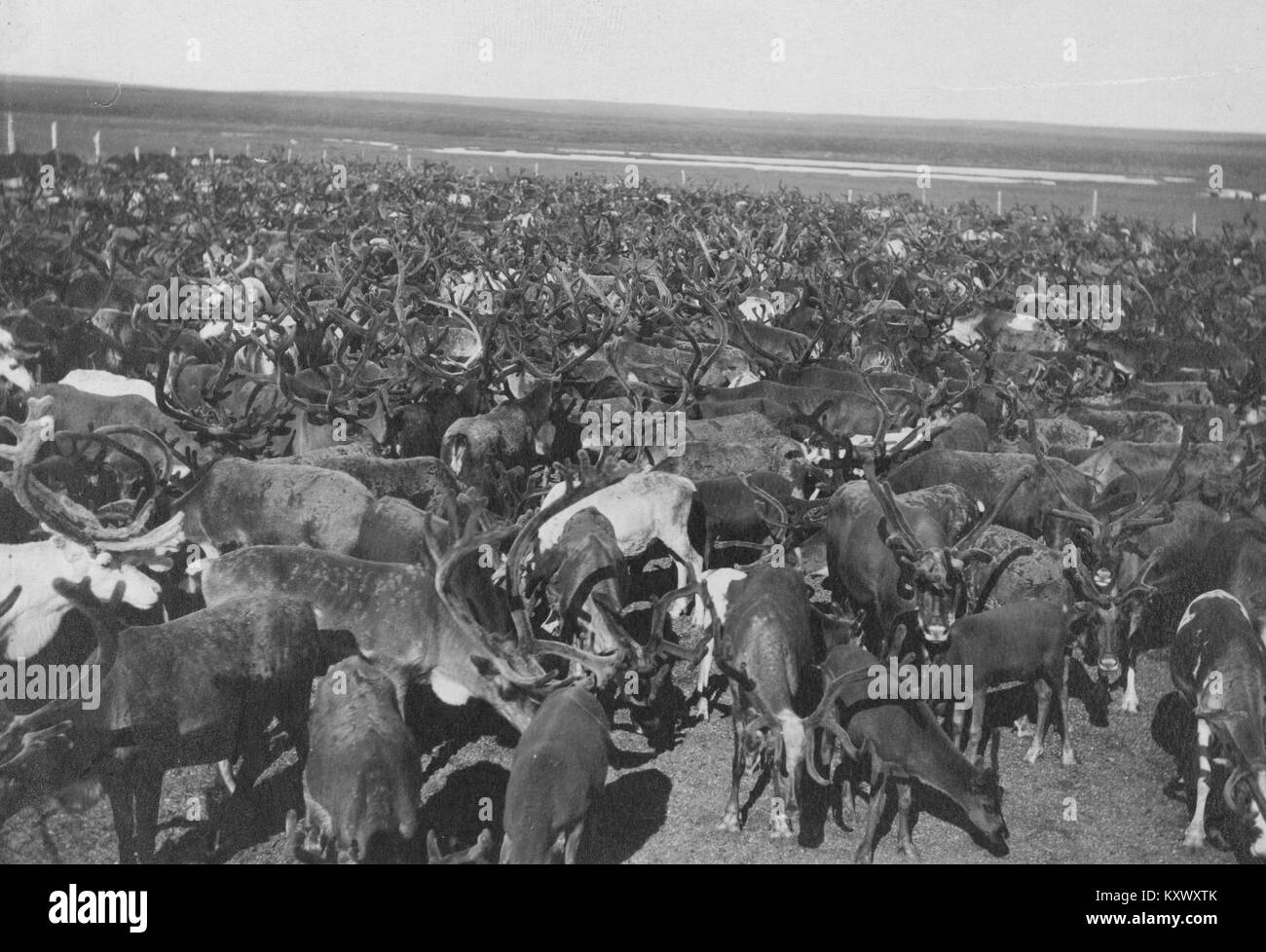 Foule rassemblée devant la viande de boucherie pendant une émeute, New York Banque D'Images