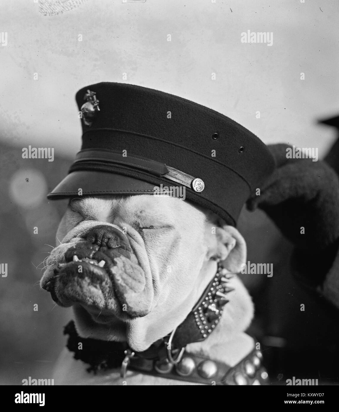 Marine Corps Bulldog dans casque avec Globe & Anchor Banque D'Images