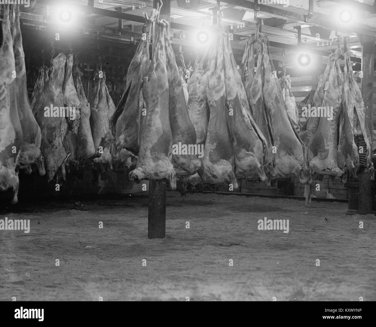 Avec les organes de la viande bovine en abattoir suspendu dans le congélateur Banque D'Images