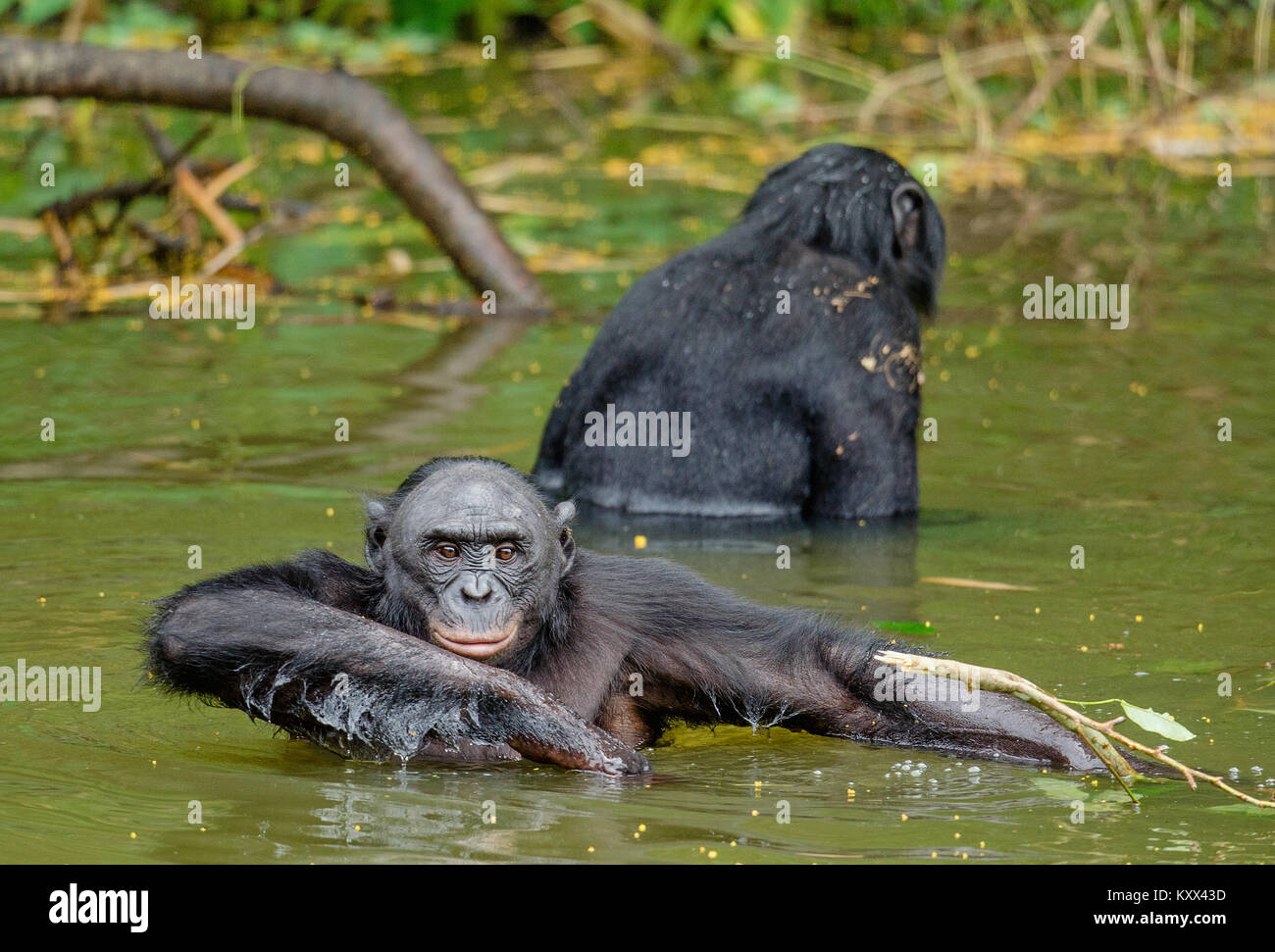 Les bonobos dans l'eau. L'habitat naturel. Fond naturel vert. Le Bonobo (pan paniscus), appelé le chimpanzé pygmée. République démocratique du Congo. Banque D'Images