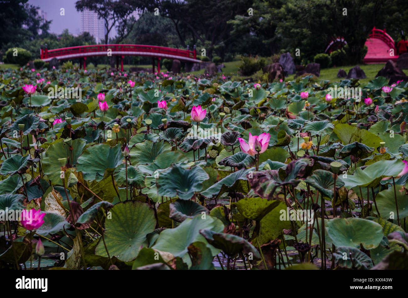 Belle mare aux lotus à Singapour le jardin chinois, un parc public dans l'Est de Jurong, à Singapour. Conçu par un architecte de Taiwan. Banque D'Images