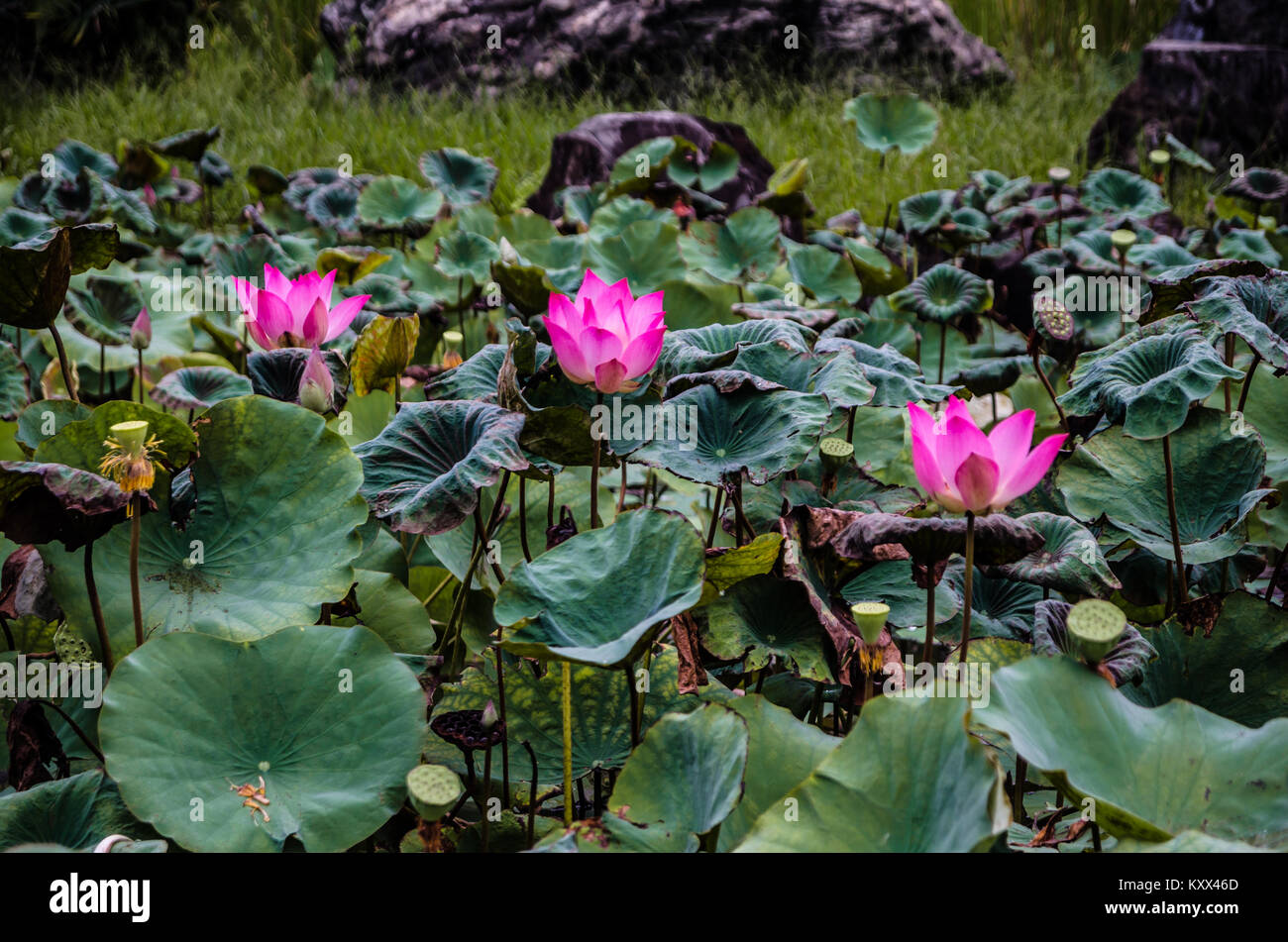 Belle mare aux lotus à Singapour le jardin chinois, un parc public dans l'Est de Jurong, à Singapour. Conçu par un architecte de Taiwan. Banque D'Images