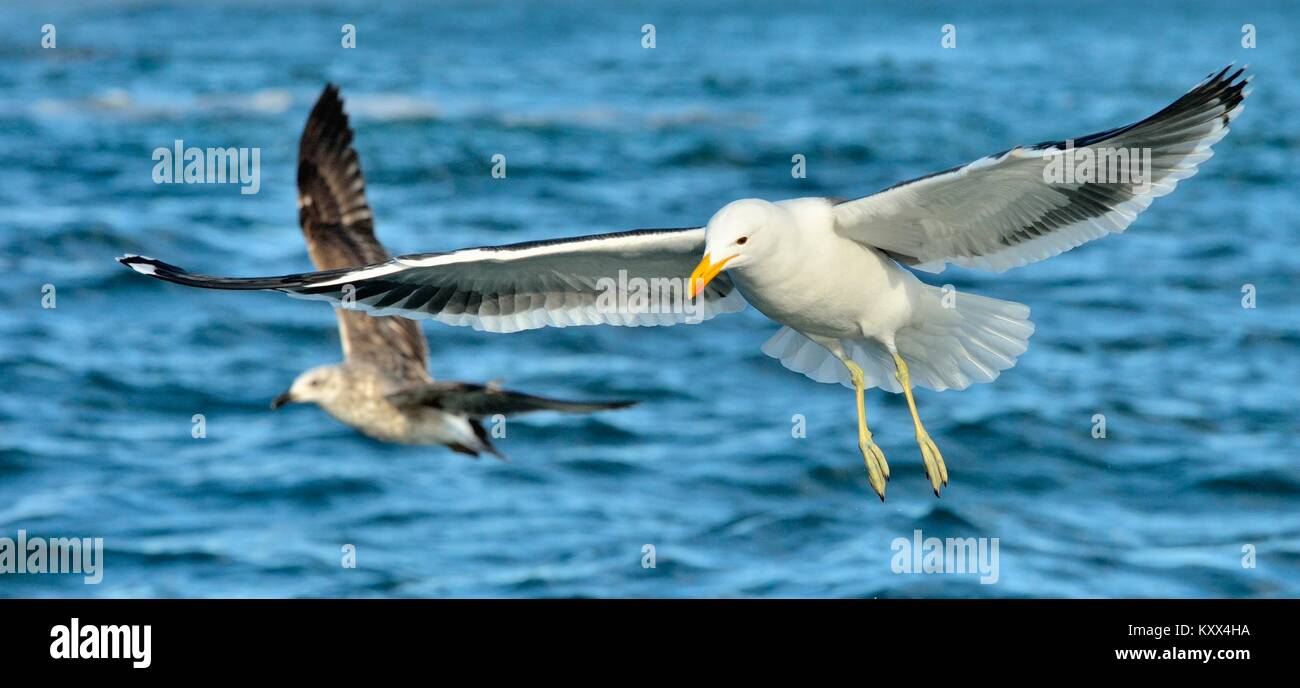 Varech adultes volants Gull (Larus dominicanus), également connu sous le nom de la République dominicaine et gull mouette de varech noir soutenu. Fond de l'eau de l'océan bleu. False Bay, South Banque D'Images