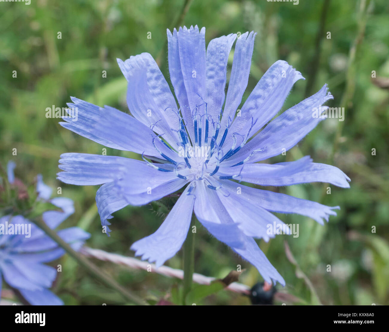 Chicorée Chicorium intybus commune ( ) en fleur, UK Banque D'Images