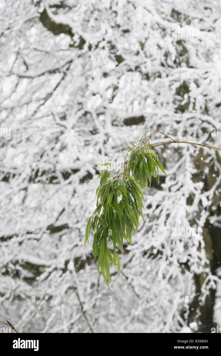 Des feuilles de bambou en face de l'arbre dans la neige en hiver. Batsford Arboretum, Cotswolds, Moreton-in-Marsh, Gloucestershire, Angleterre Banque D'Images