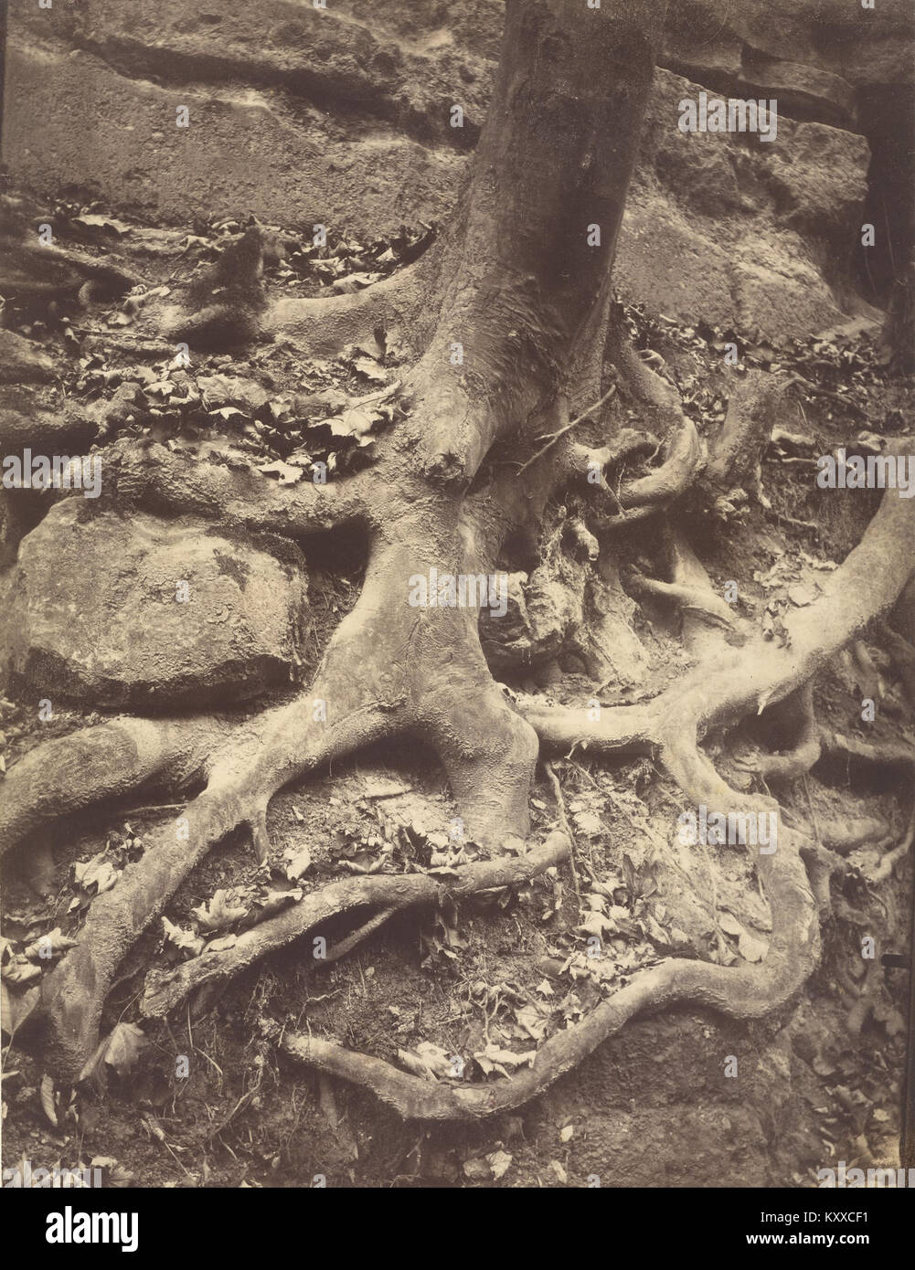 Cette photographie d'Eugène Atget, « Tree Roots, Saint-Cloud », capture la beauté complexe des racines des arbres, mettant en valeur son style distinctif de photographie de paysage du début du XXe siècle. Banque D'Images