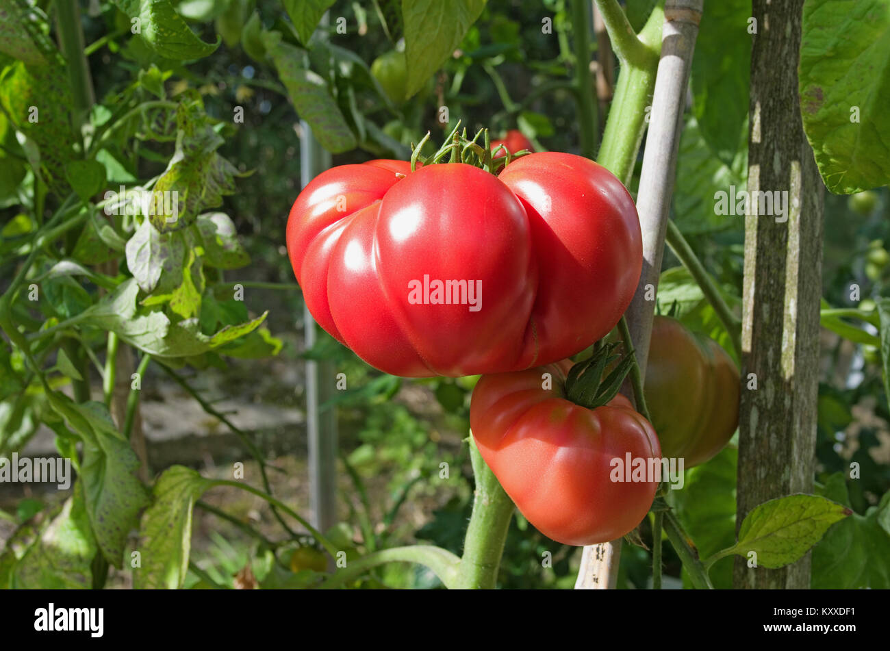 Très grandes tomates Beefsteak variété 'Brandy Boy' de la maturation sur la vigne en serre jardin intérieur, Cumbria, Angleterre, Royaume-Uni Banque D'Images