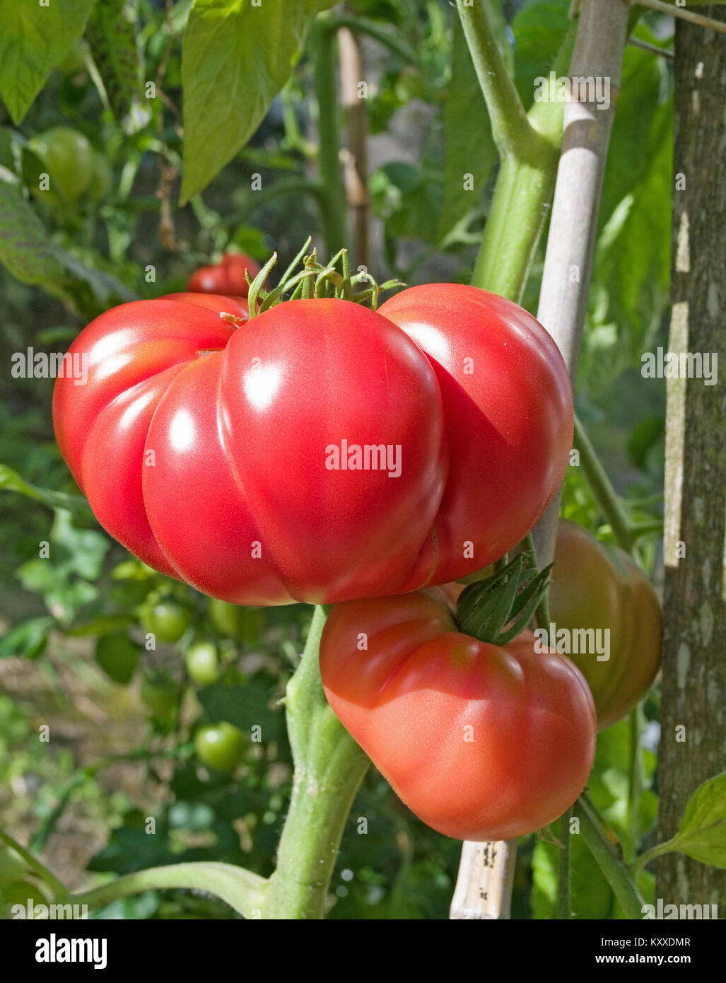 Très grandes tomates Beefsteak variété 'Brandy Boy' de la maturation sur la vigne en serre jardin intérieur, Cumbria, Angleterre, Royaume-Uni Banque D'Images