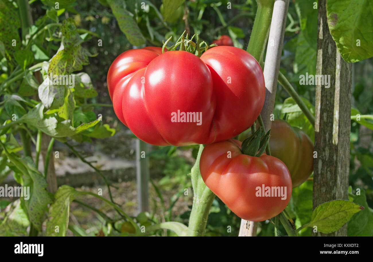 Très grandes tomates Beefsteak variété 'Brandy Boy' de la maturation sur la vigne en serre jardin intérieur, Cumbria, Angleterre, Royaume-Uni Banque D'Images