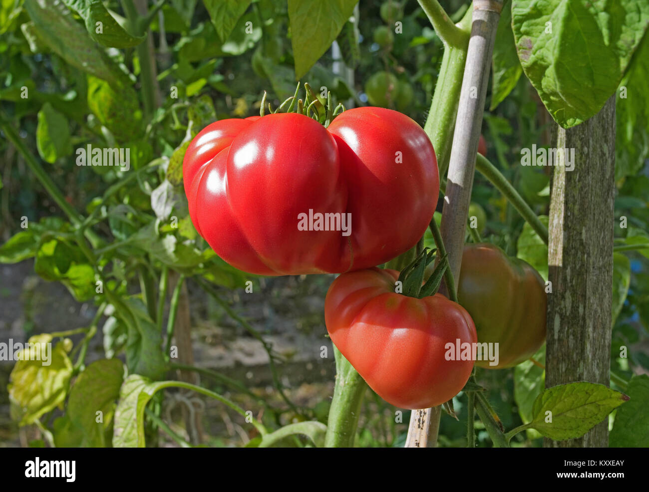 Très grandes tomates Beefsteak variété 'Brandy Boy' de la maturation sur la vigne en serre jardin intérieur, Cumbria, Angleterre, Royaume-Uni Banque D'Images