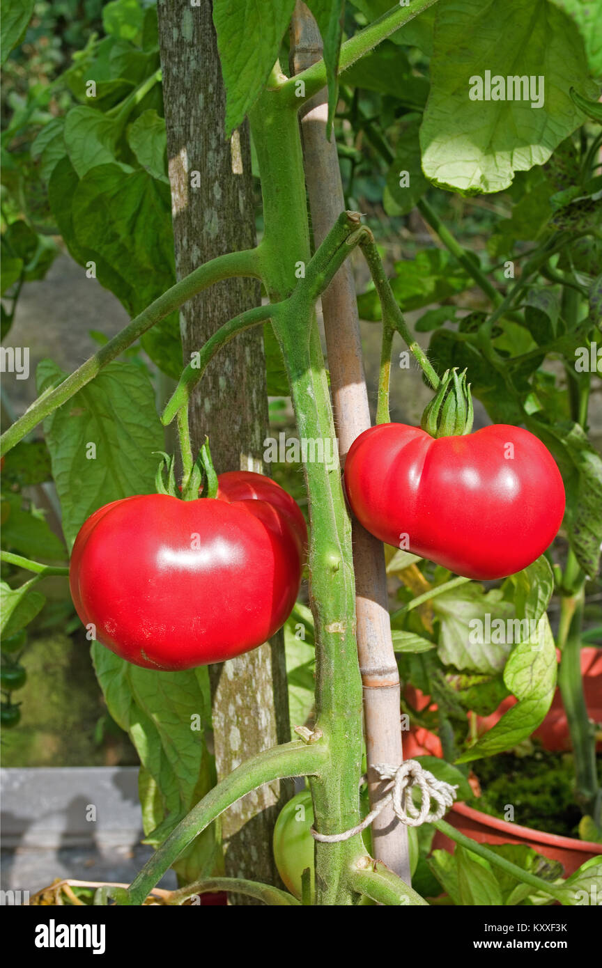 Très grandes tomates Beefsteak variété 'Brandy Boy' de la maturation sur la vigne en serre jardin intérieur, Cumbria, Angleterre, Royaume-Uni Banque D'Images