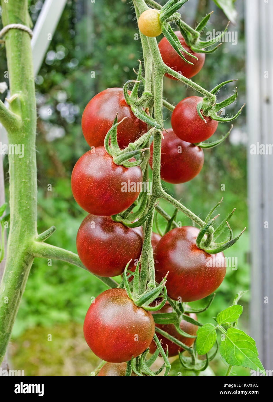 Truss de dark red heirloom tomato variété maturation Cherokee sur la vigne dans la serre jardin intérieur, Cumbria England UK. Banque D'Images