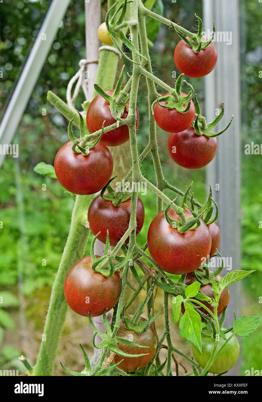 Truss de dark red heirloom tomato variété maturation Cherokee sur la vigne dans la serre jardin intérieur, Cumbria England UK. Banque D'Images