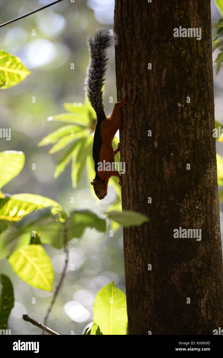 L'écureuil rouge sur le tronc de l'arbre s'épanouit dans diverses forêts du Costa Rica.Alimentation sur les noix pour inclure les amandes et parfois les noix de coco. Banque D'Images