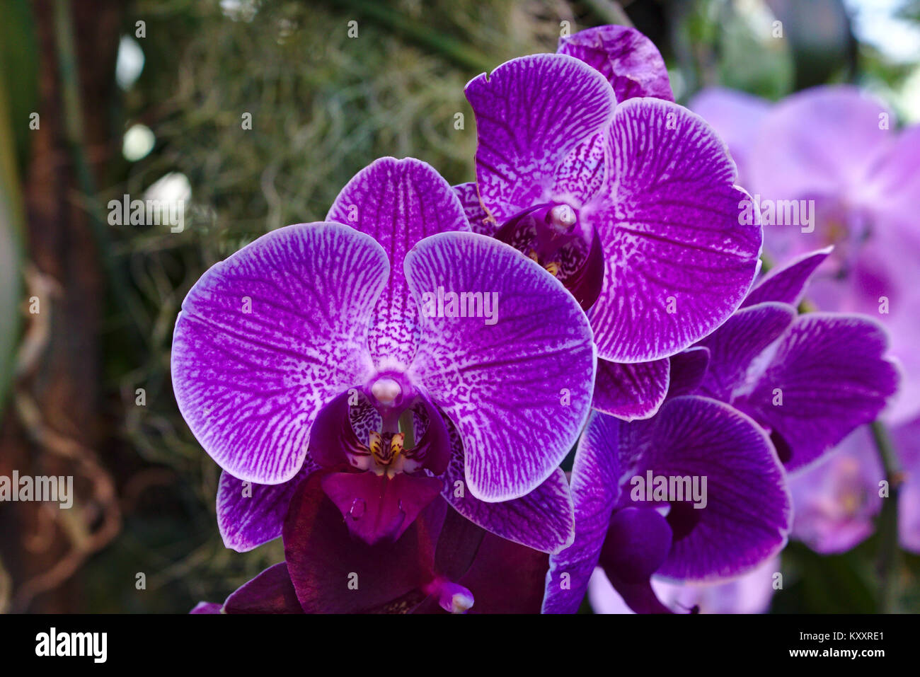 Phalaenopsis mauve orchidée papillon (hybride Photo Stock - Alamy