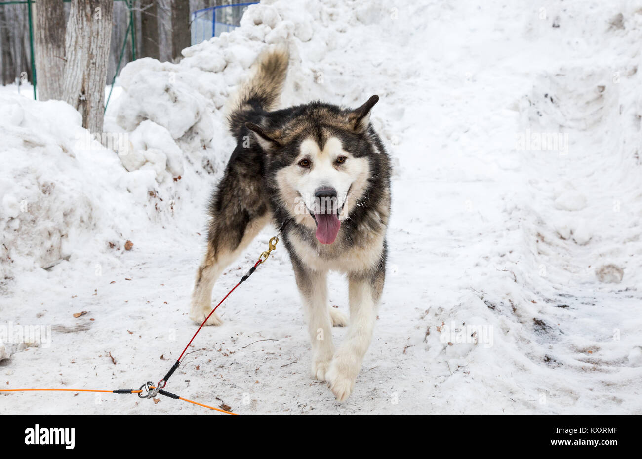 Chien Malamute d'Alaska après la course de chiens de traîneau dans winter park Banque D'Images