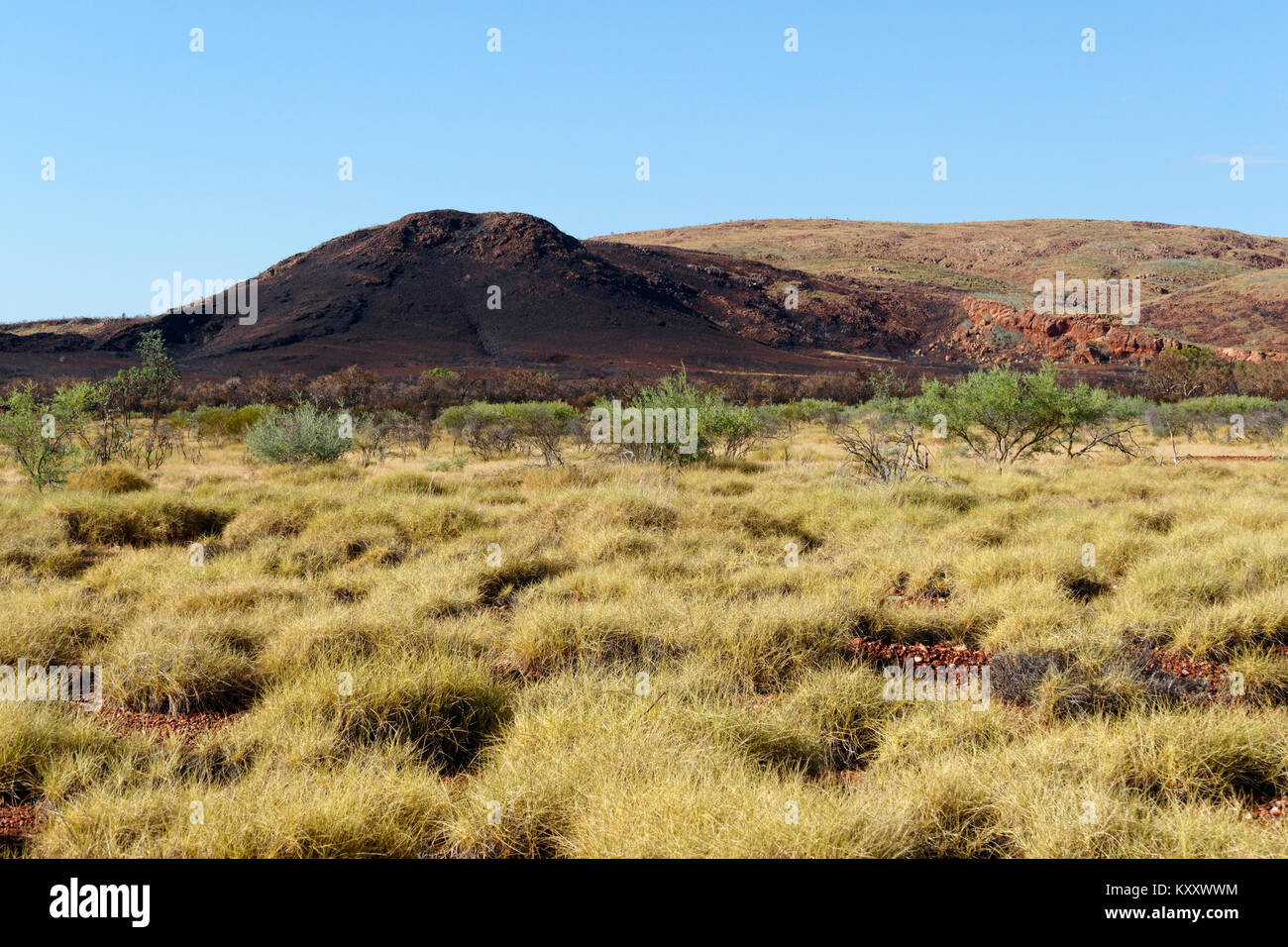 Spinifex australienne paysage d'herbe, Pilbara, Australie occidentale Banque D'Images