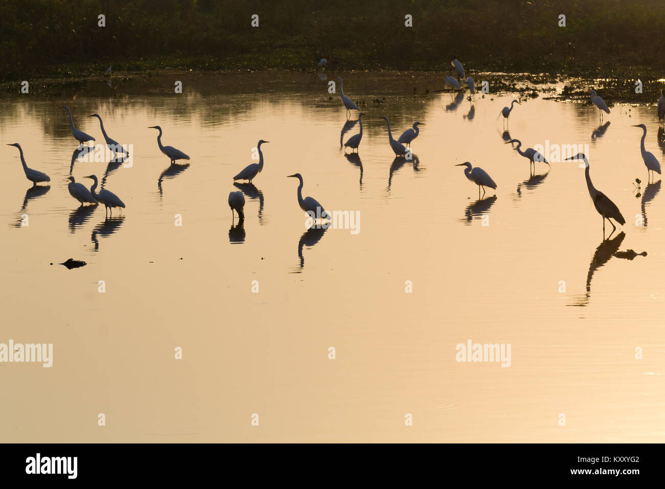 Reflète sur l'eau des oiseaux, du Pantanal au Brésil. La faune du Brésil. Silhouette d'oiseaux. Banque D'Images