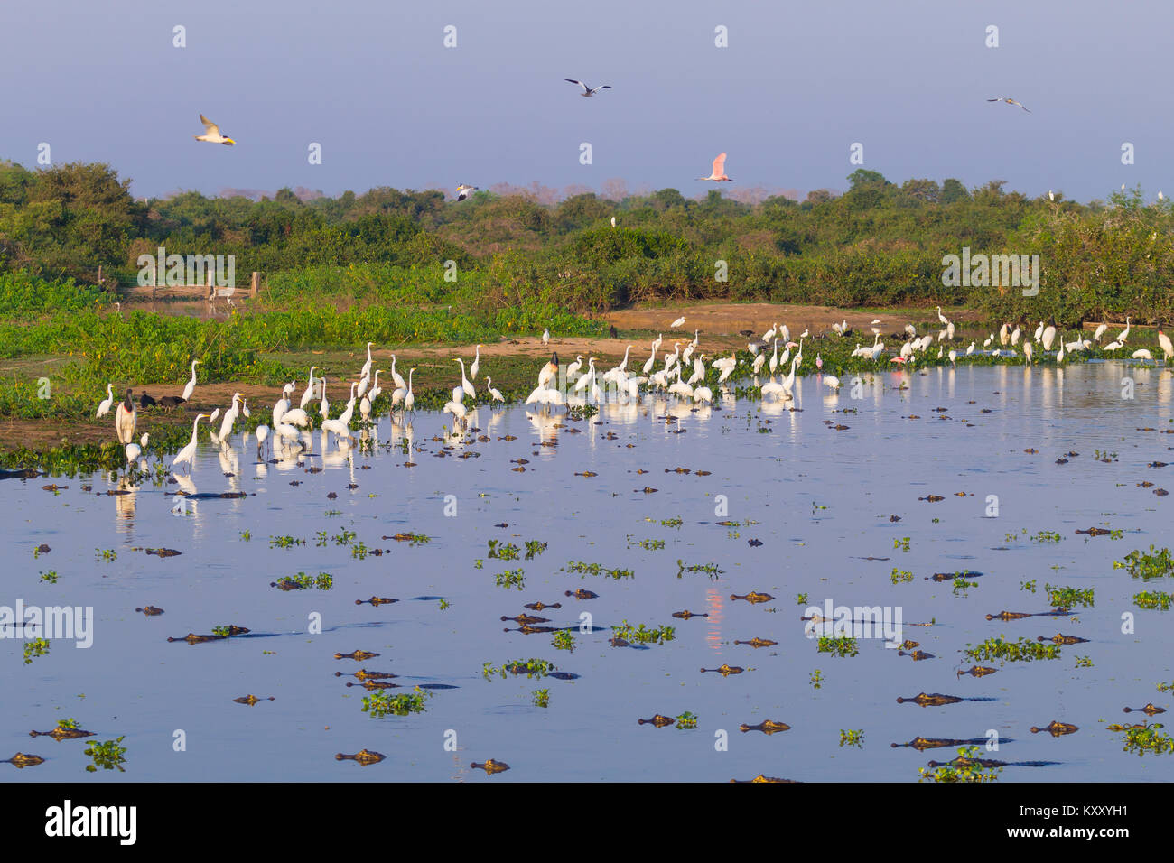 Beaux paysages du Pantanal, l'Amérique du Sud, Brésil. La nature et la faune le long de la route Transpantaneira célèbre. Banque D'Images