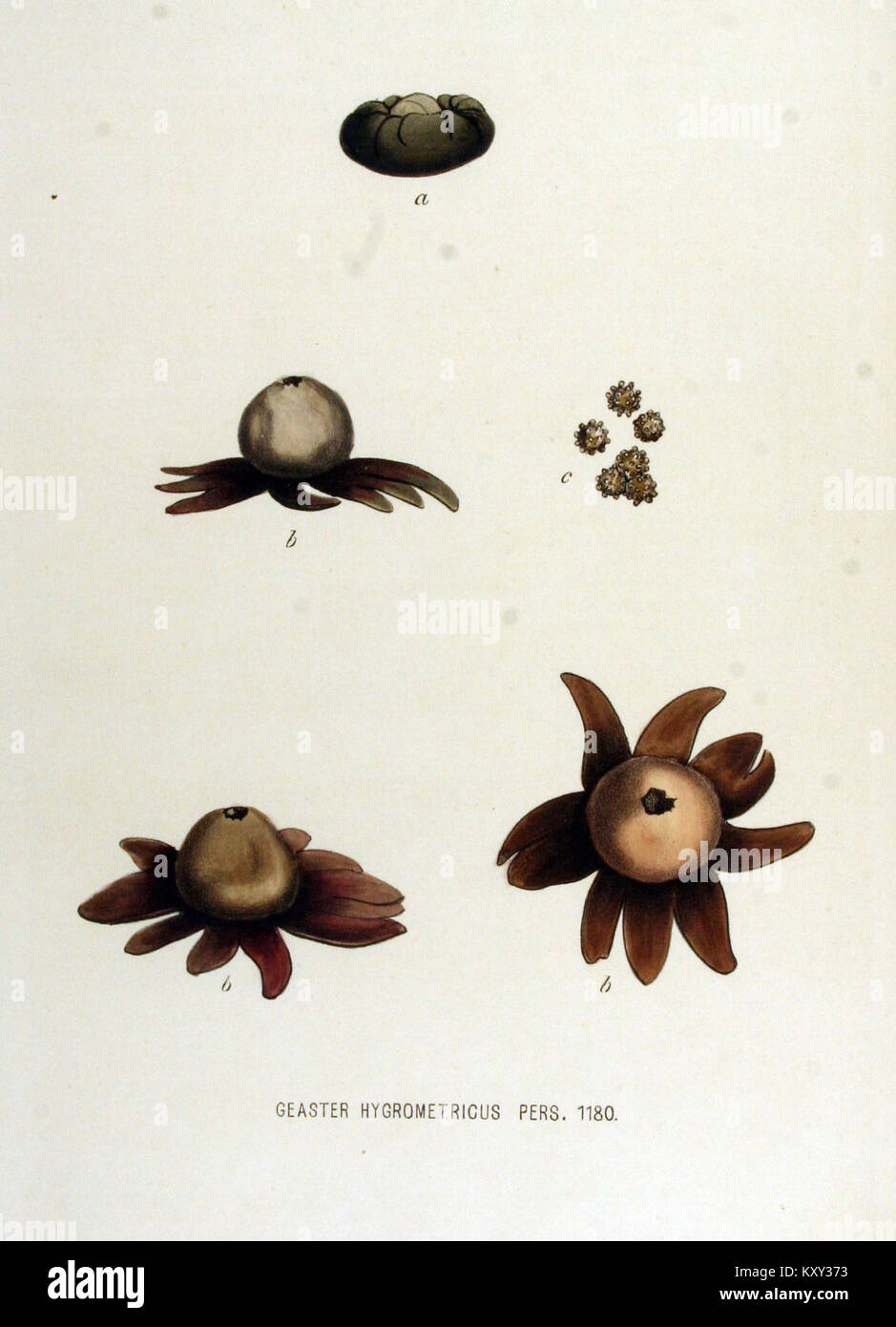 Geaster hygrometricus est une espèce de champignon documentée dans Flora Batava, connue pour ses rayons externes hygroscopiques qui s'ouvrent dans l'humidité, avec un sac de spores central et une structure morphologique détaillée. Banque D'Images