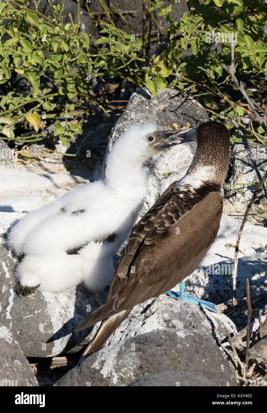 Pieds rouges bleu - alimentation adultes ; poussin ( Sula nebouxii ), l'île de San Cristobal, îles Galapagos Équateur Amérique du Sud Banque D'Images