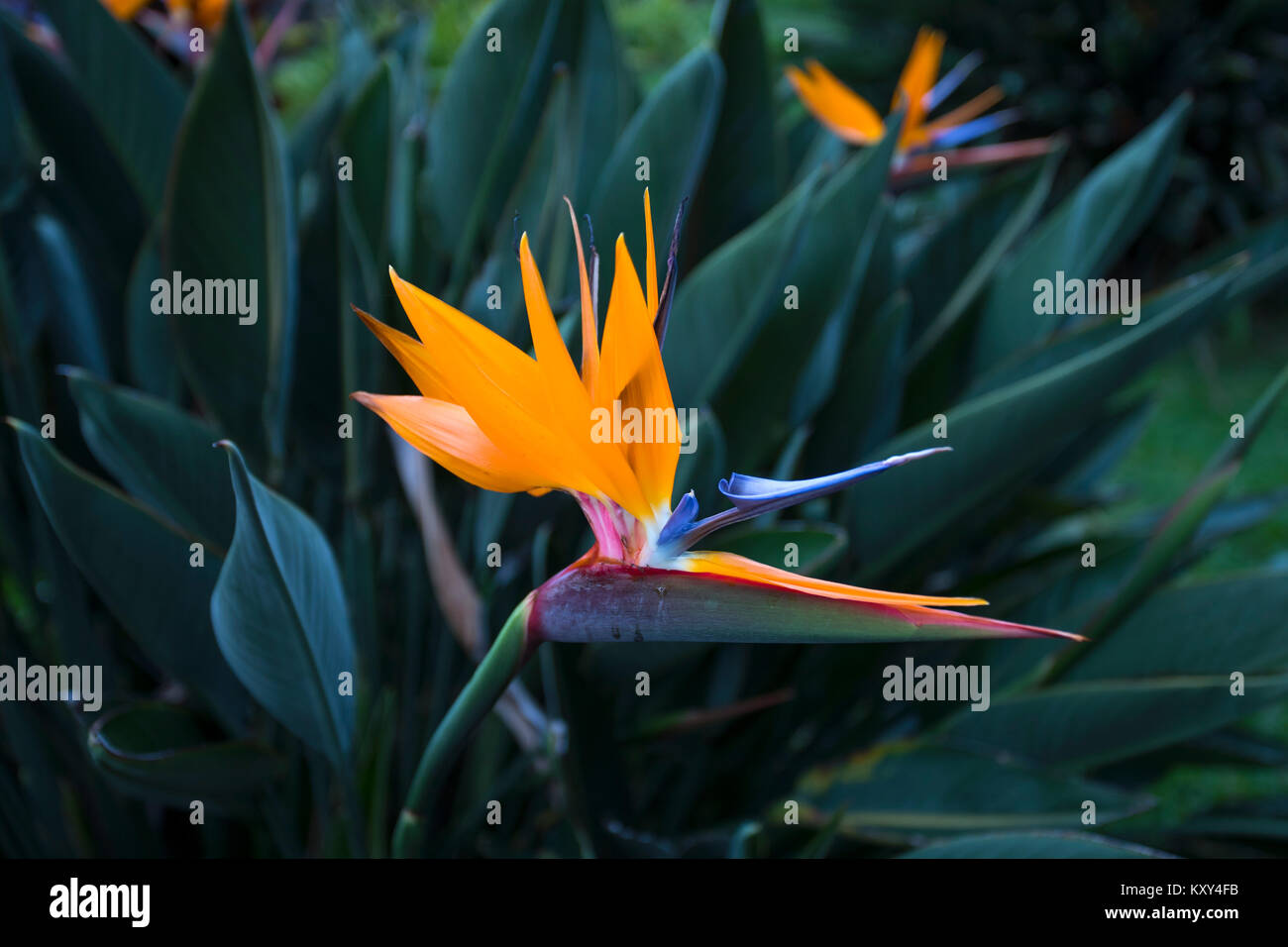 Bird of Paradise flower California Botanical garden. Crane fleur est l'une des plus belles fleurs exotiques. Ressemble à un oiseau en vol aux couleurs vives Banque D'Images