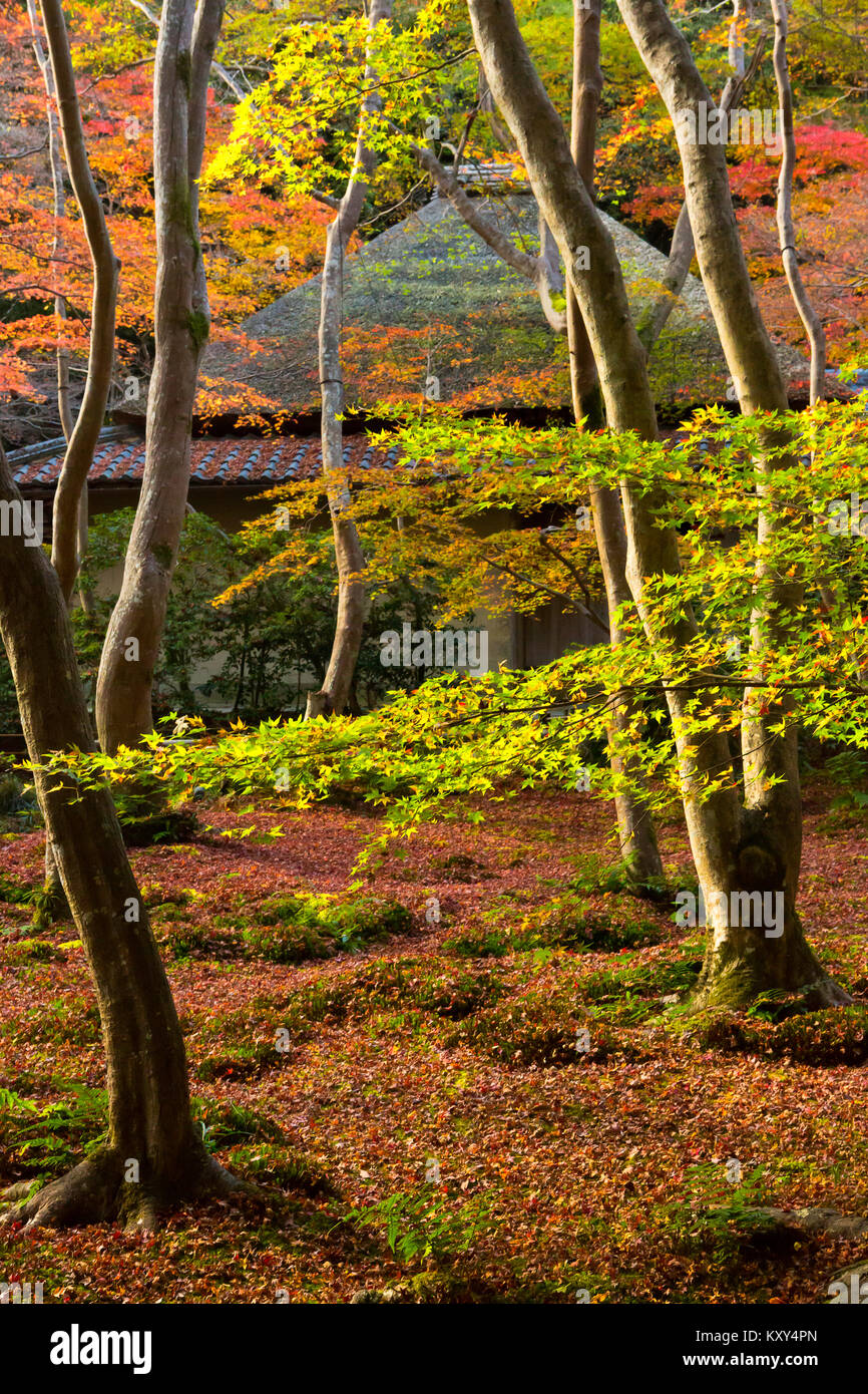 La couleur de l'automne entoure le temple et le jardin de Gio-ji à Ohara, Japon. Banque D'Images