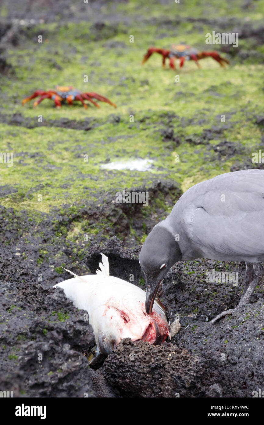 Lava Gull (Leucophaeus fuliginosus ) se nourrissant d'un poisson mort, San Cristobal Island, îles Galapagos Équateur Amérique du Sud Banque D'Images Lava Gull (Leucophaeus fuliginosus ) se nourrissant d'un poisson mort, San Cristobal Island, îles Galapagos Équateur Amérique du Sud Banque D'Images