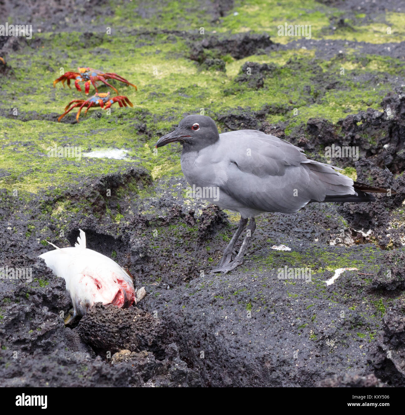 Lava Gull (Leucophaeus fuliginosus ) se nourrissant d'un poisson mort, San Cristobal Island, îles Galapagos Équateur Amérique du Sud Banque D'Images