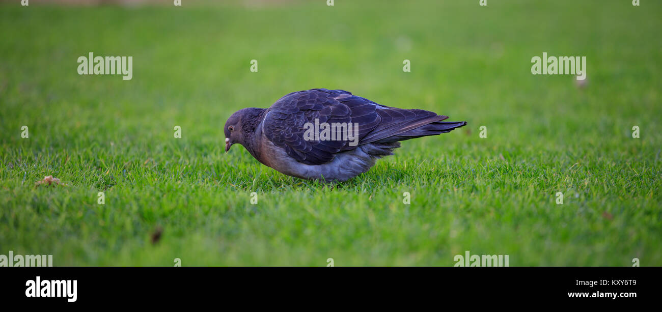 Pigeon domestique, Columba livia domestica, à la recherche de nourriture dans l'herbe verte. Vue rapprochée avec des détails Banque D'Images