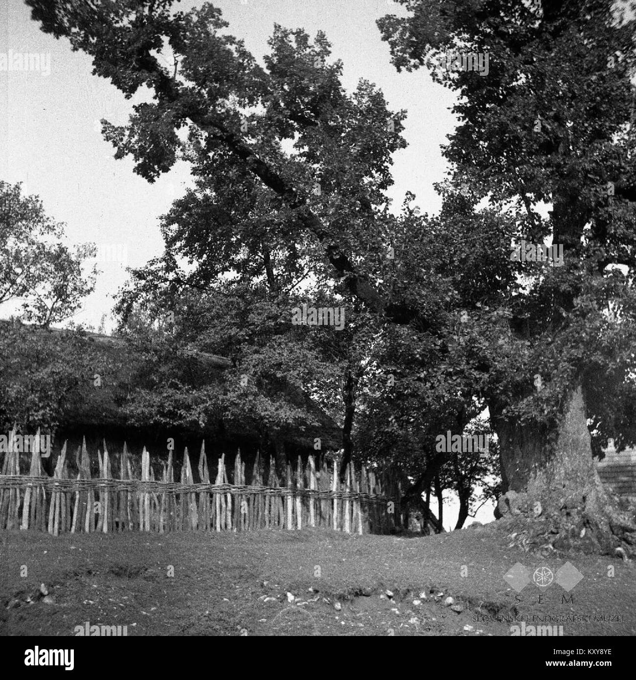 Photographie de Vrhpolje à Gor, montrant un vieux tilleul et une clôture caractéristique, capturée en 1952, reflétant l'architecture rurale et le paysage. Banque D'Images