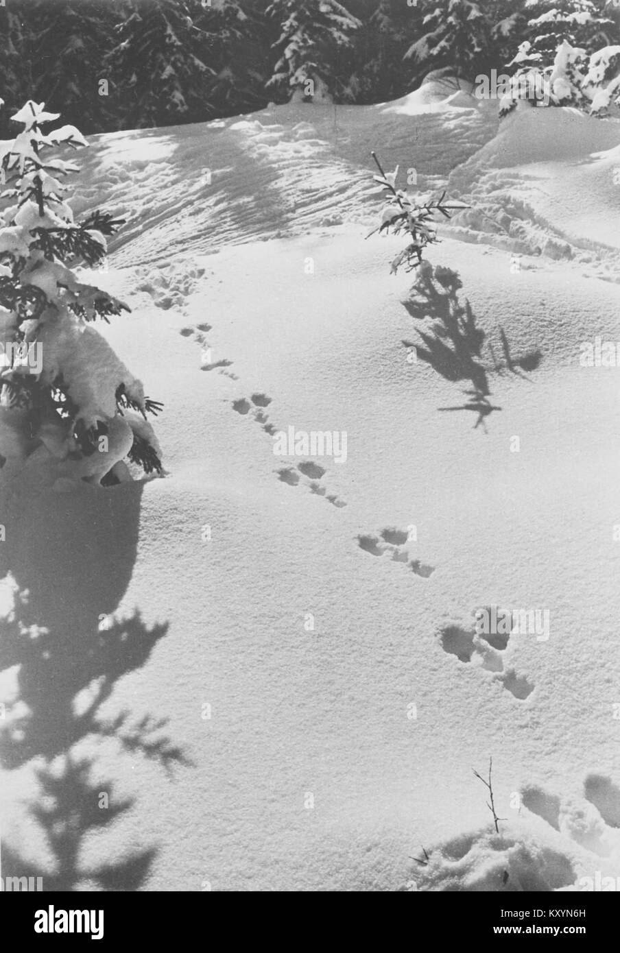Photographie de Harespor, Norvège, en hiver 2015, représentant des paysages enneigés, des montagnes, et l'environnement naturel. Banque D'Images