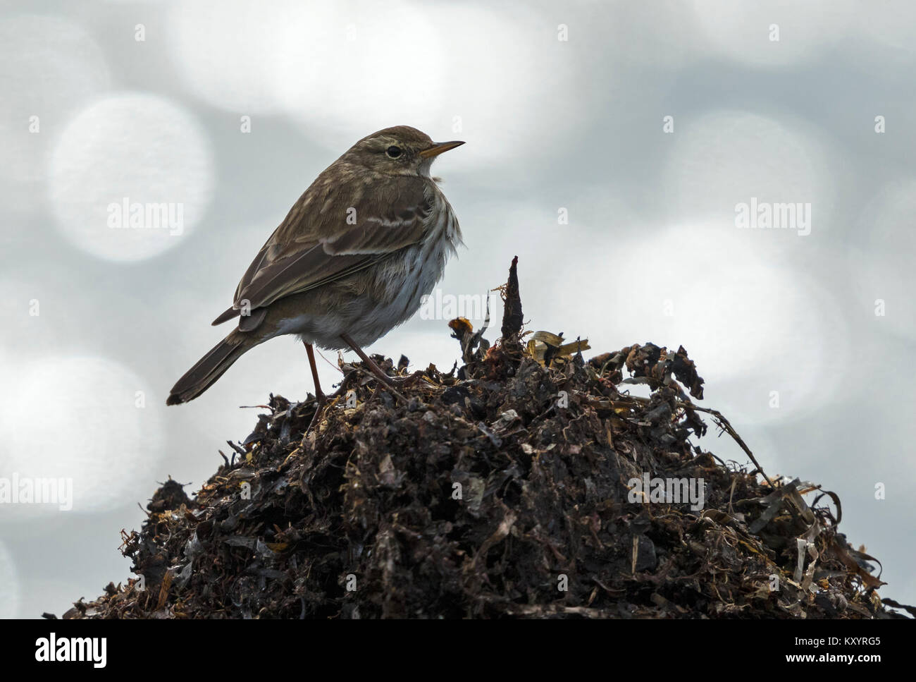 Le Pipit spioncelle (Anthus spinoletta) Banque D'Images