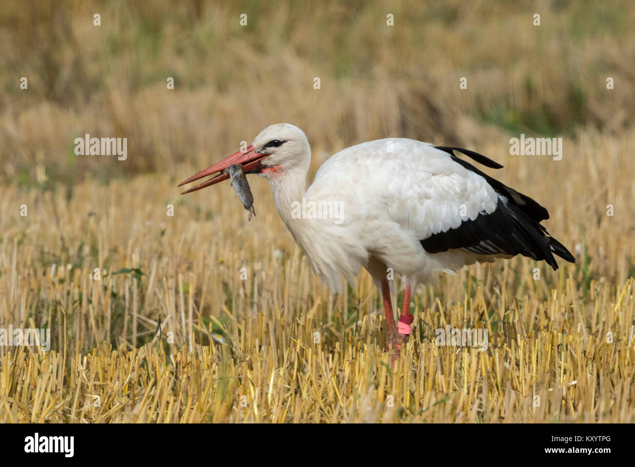 Cigogne Blanche Ciconia Ciconia Sur Un Champ De Chaume Manger Une Souris Photo Stock Alamy