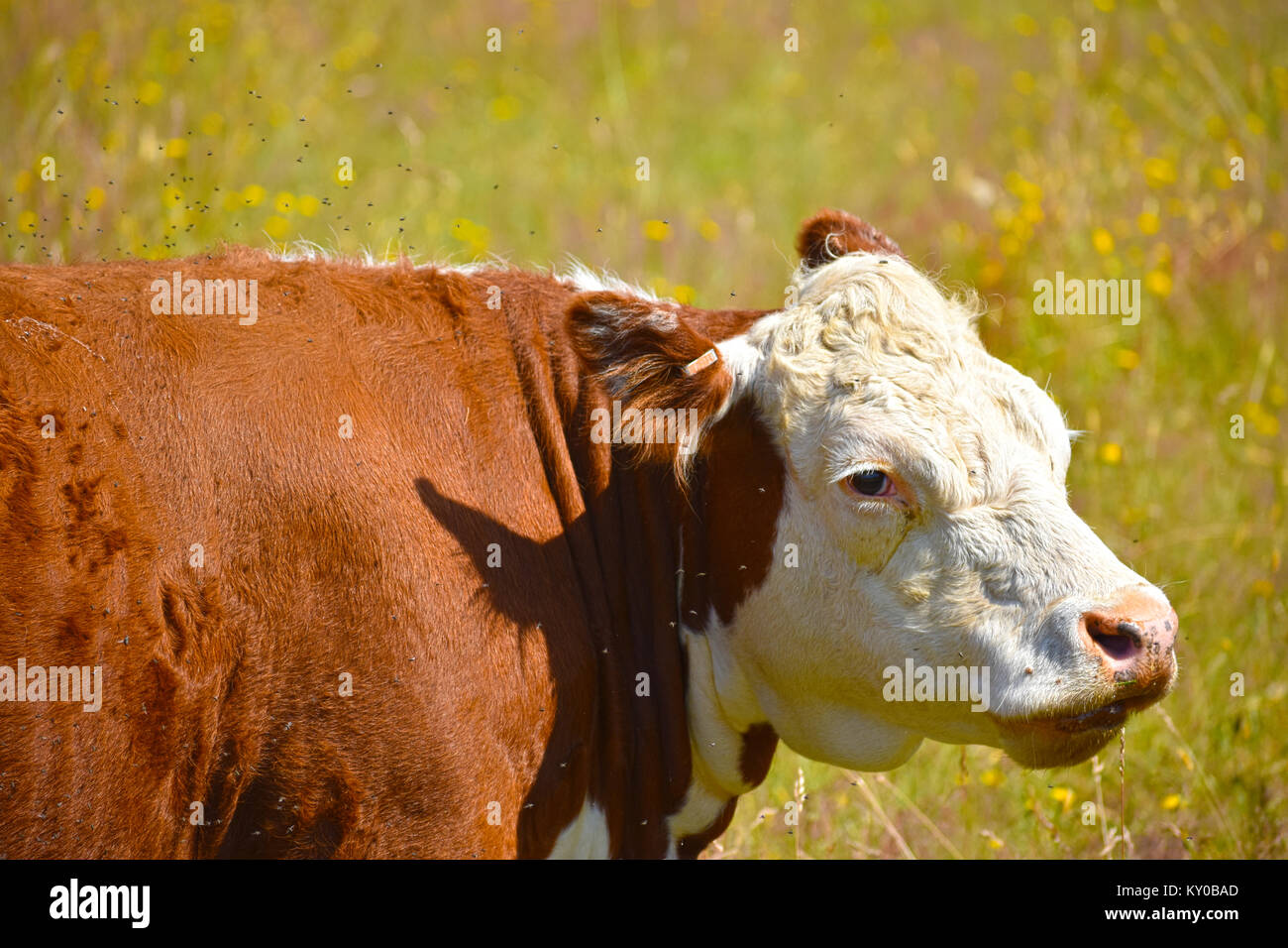 Vache misérable avec des milliers de mouches irritant elle - elle se trouve dans un champ de pissenlits brouillée. Banque D'Images