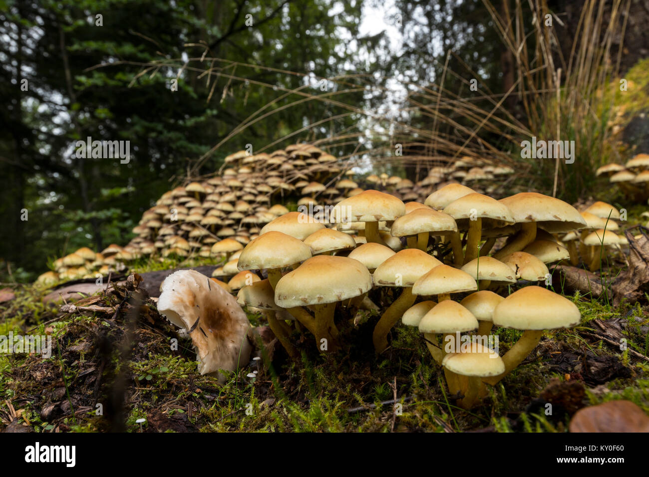 Touffe Hypholoma capnoides (conifères) dans le sol de la forêt, Banque D'Images