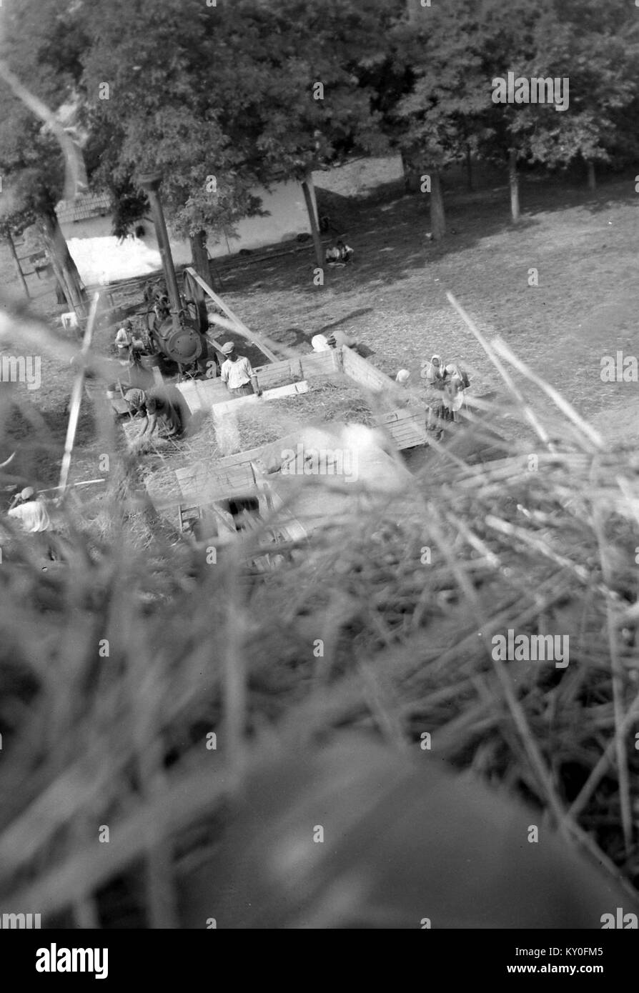 Photographie d'un moteur de battage et d'arrêt Hofherr-Schrantz-Clayton-Shuttleworth montrant des machines agricoles du début du XXe siècle en service en Europe. Banque D'Images