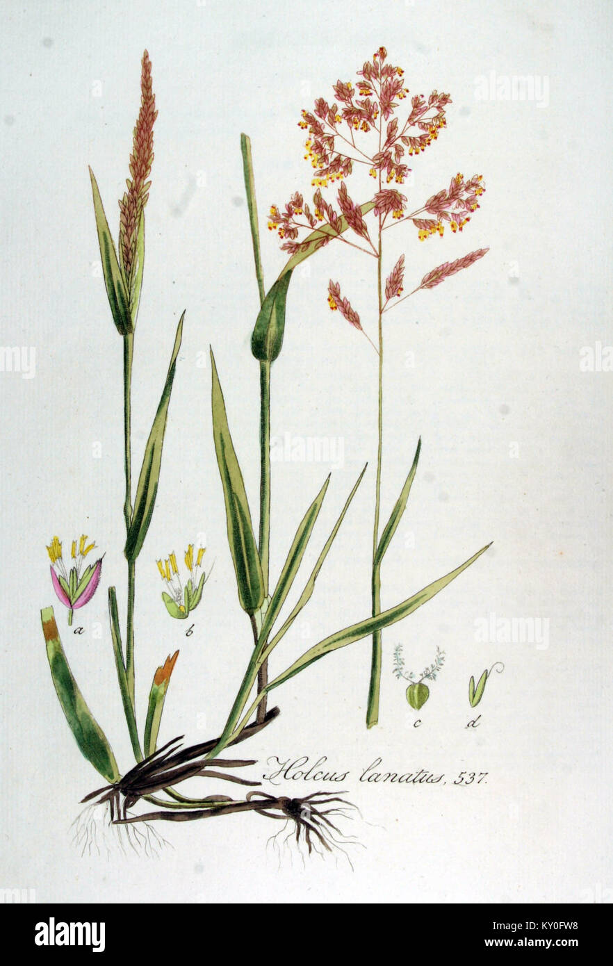 Cette illustration botanique montre Holcus lanatus (communément appelé herbe laineuse) de Flora Batava volume 7 (1836) de Jan Kops ; la plaque présente la morphologie détaillée de l'espèce d'herbe vivace originaire d'Europe et cultivée ailleurs. Banque D'Images