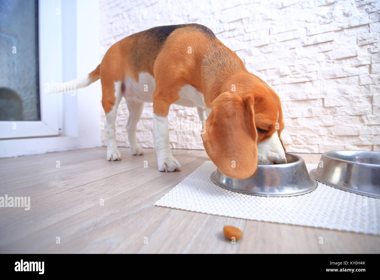 Arrière-plan de l'alimentation des chiens. Pièce d'alimentation chien alimentation chien beagle sur toile. Banque D'Images