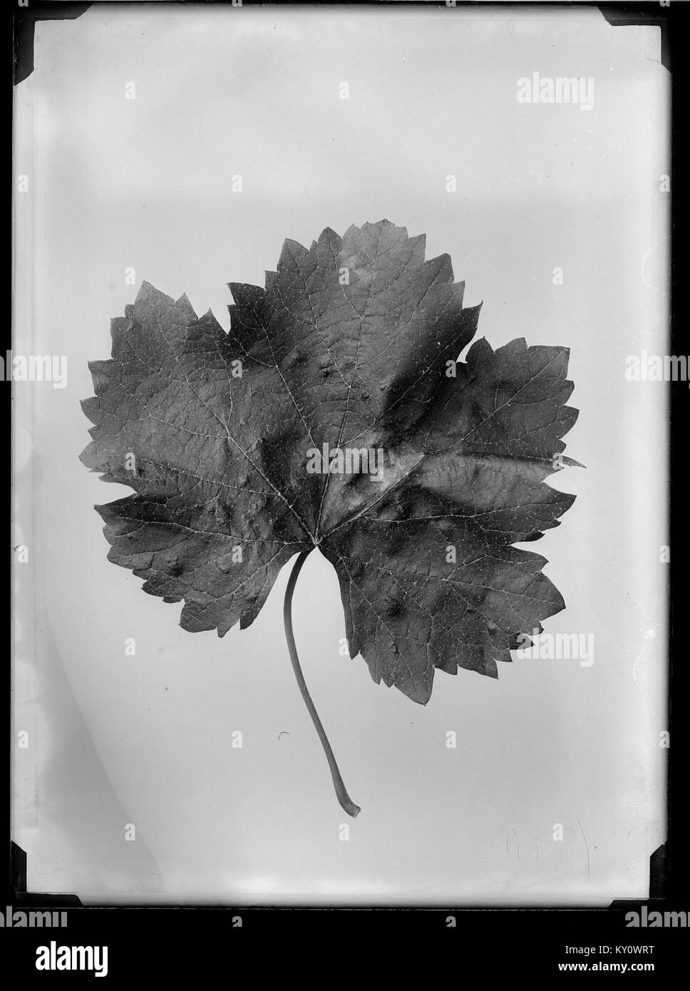 Cette image représente une feuille de vigne attaquée, peut-être par des ravageurs ou des maladies, conservée dans la collection Trutat. Il fait partie des archives botaniques et entomologiques. Banque D'Images
