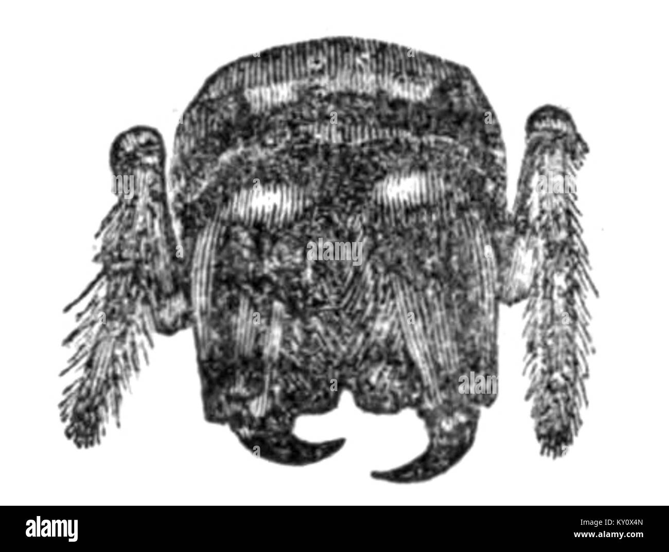 Cette image se concentre sur une vue agrandie d'un visage et des mâchoires, avec des détails des yeux faiblement visibles, mettant en évidence l'anatomie faciale ou une étude médicale de la structure faciale. Banque D'Images