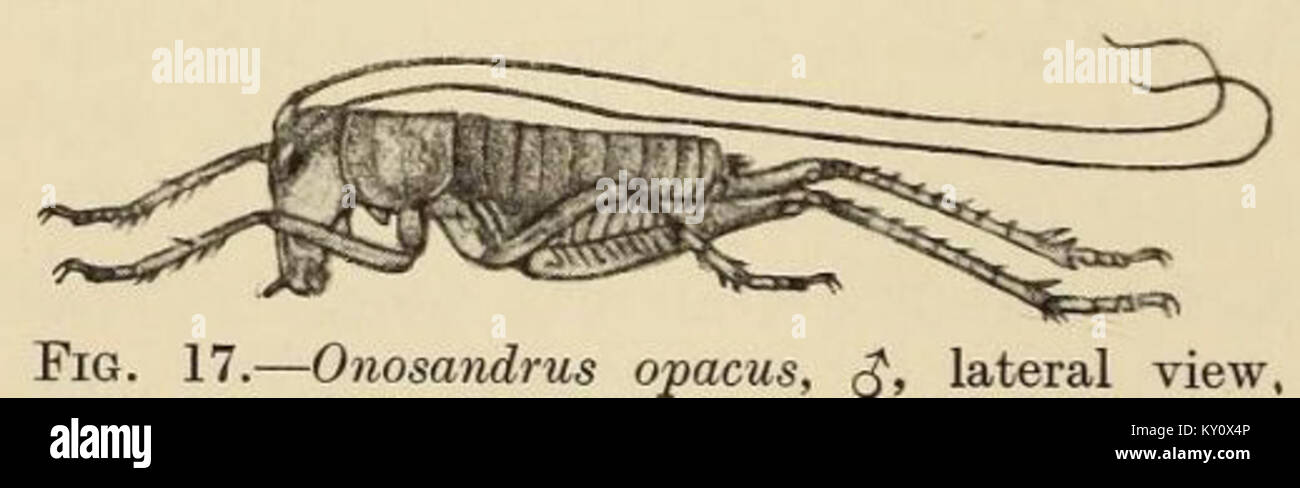 Cette image présente une illustration détaillée d'Onosandrus opacus, une espèce d'insecte du catalogue de 1888 de Brunner von Wattenwyl. C'est un exemple significatif de l'entomologie et de la classification des insectes du XIXe siècle. Banque D'Images