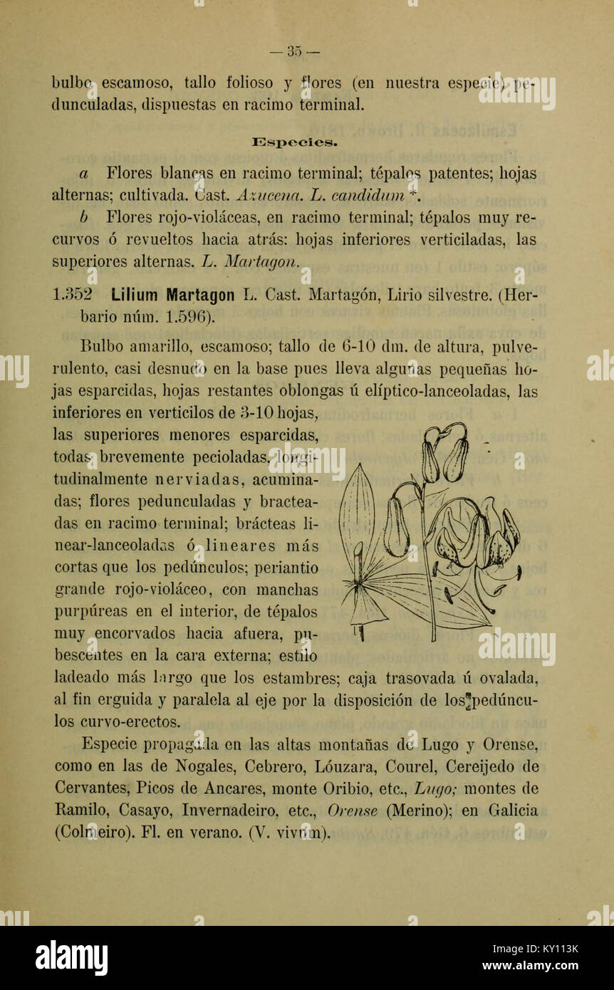 Cette publication botanique fournit une description détaillée et illustrée de la flore de Galice, en Espagne, offrant un guide complet des espèces végétales de la région. Banque D'Images