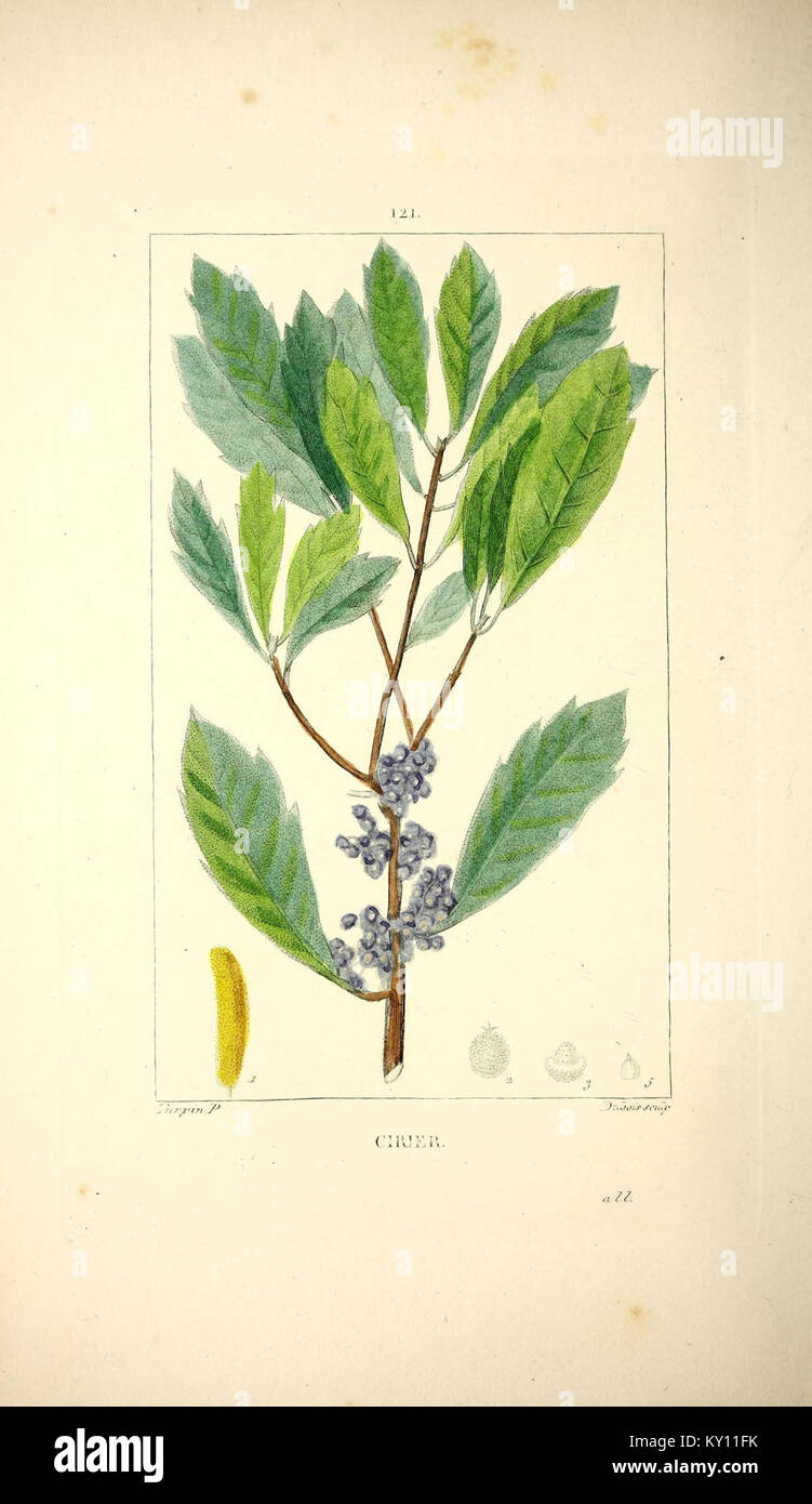 Un volume documenté de 'flore médicale', détaillant la classification, les utilisations et les caractéristiques des plantes médicinales dans les études botaniques et pharmacologiques. Banque D'Images