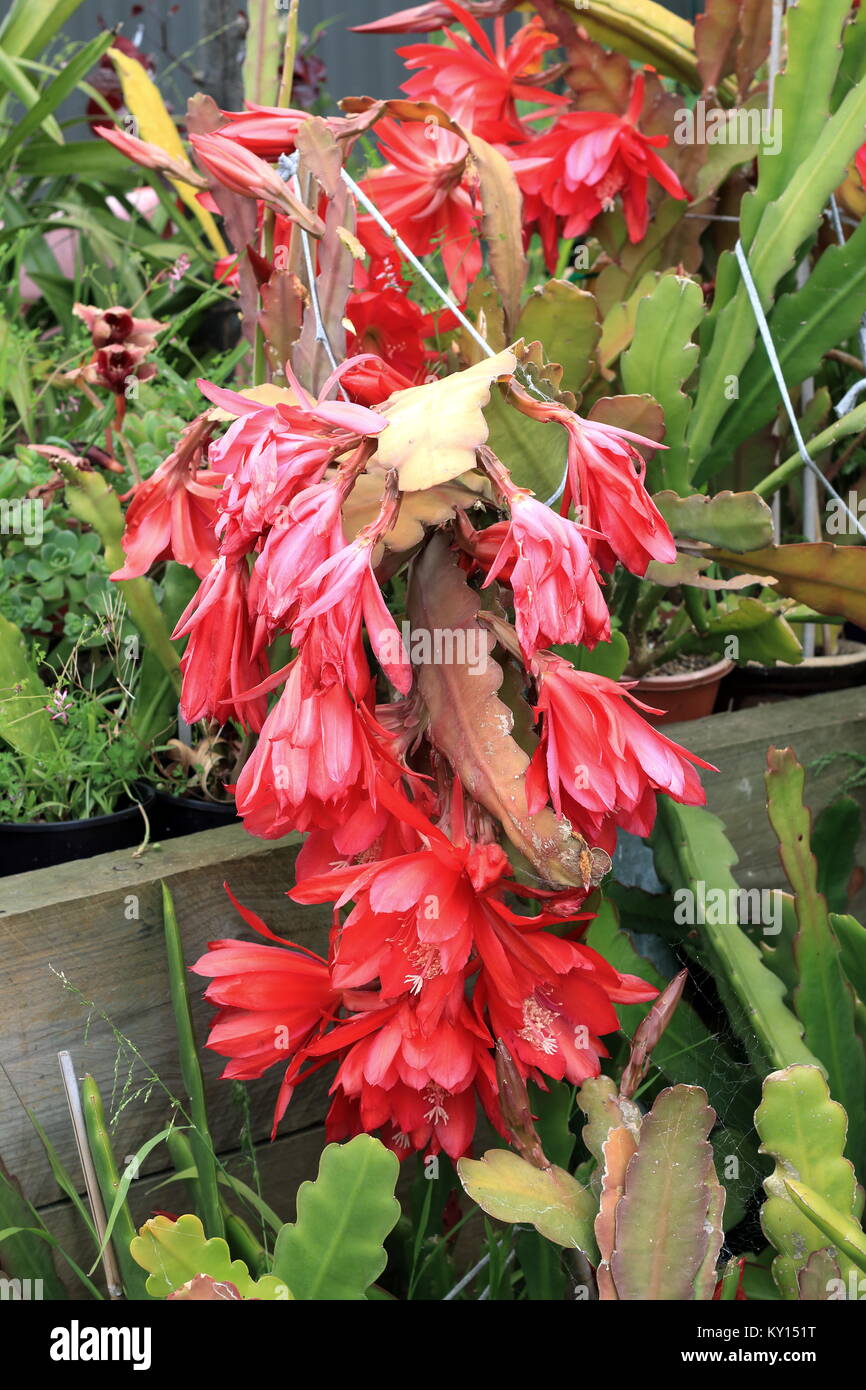 Close up of Epiphyllum ou cactus orchidée fleurs flétrissent Banque D'Images
