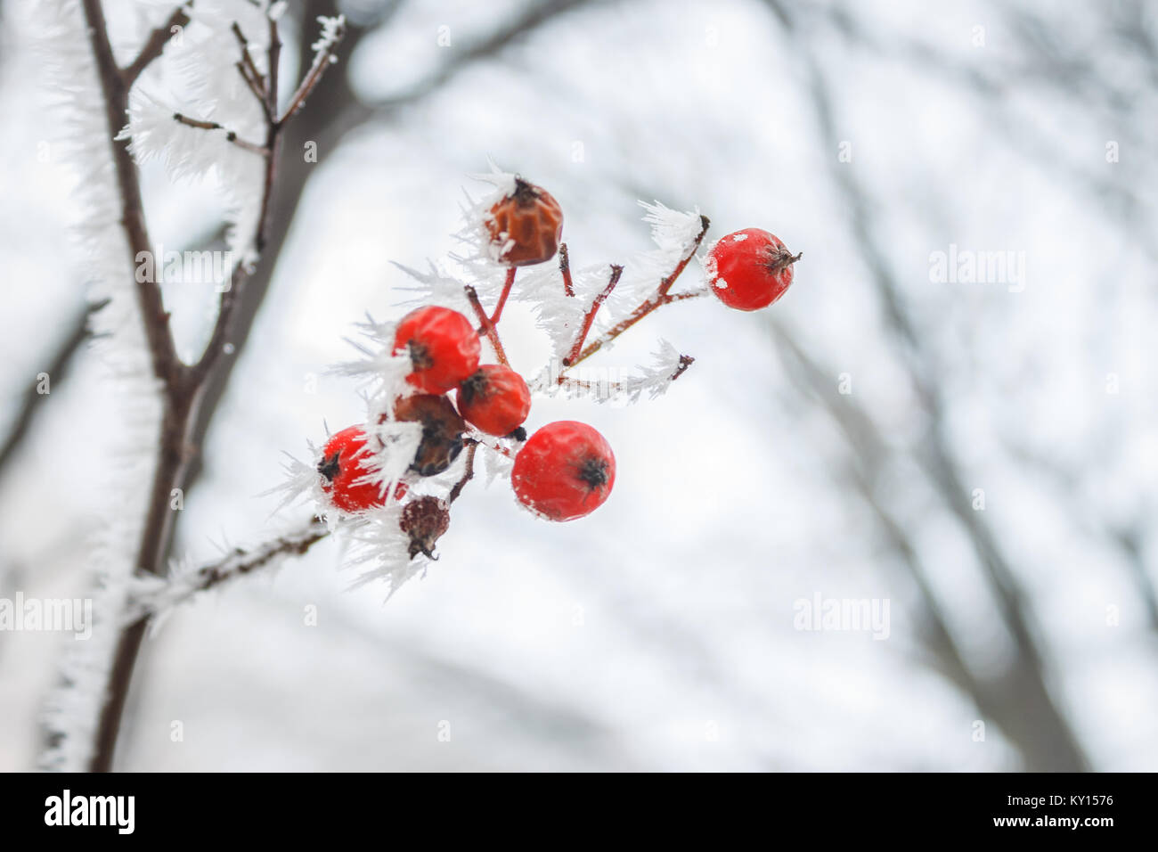 Flou flou artistique d'arrière-plan naturel avec branches givrées et les fruits rouges. Copier l'espace. Banque D'Images