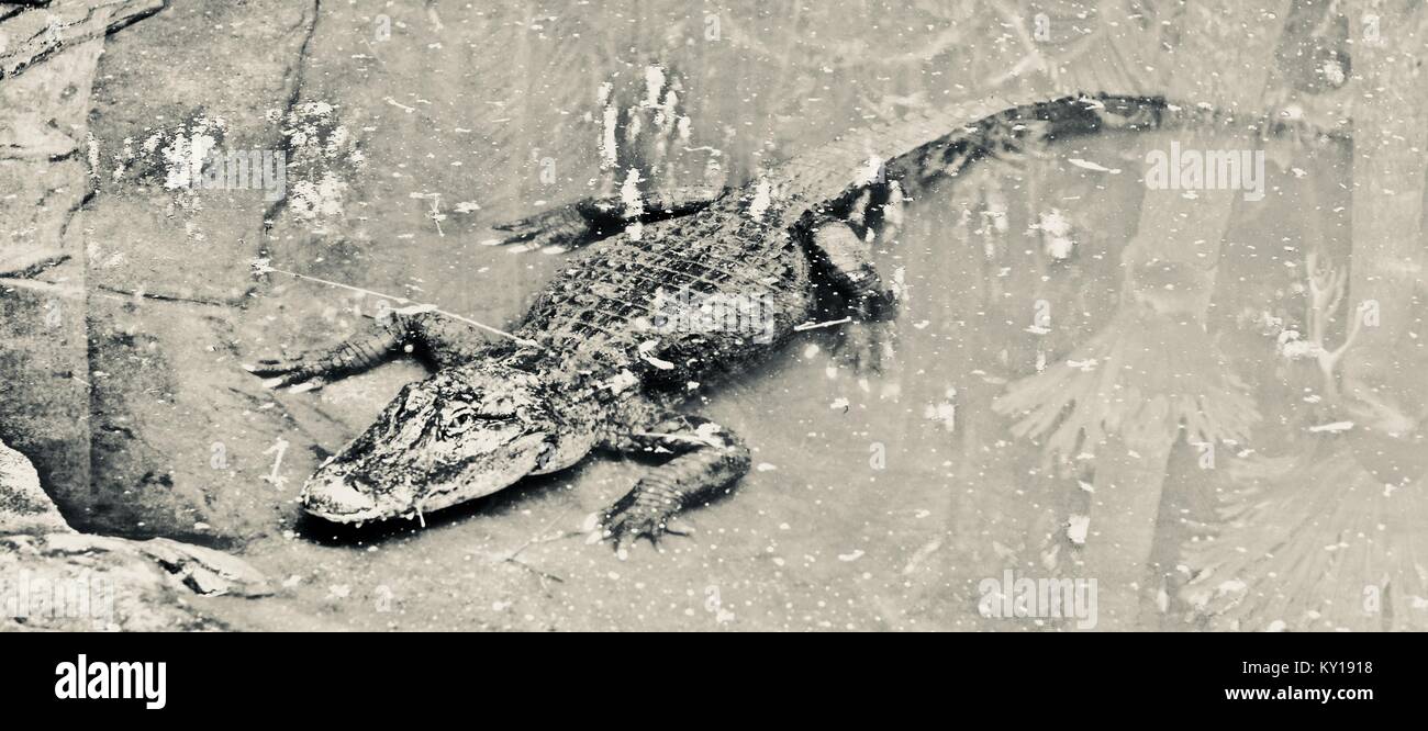 Alligator Alligator mississippiensis, Australie, Zoo, Beerwah, Queensland, Australie Banque D'Images